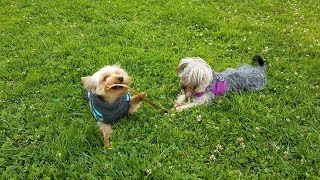 Awww Adorable Teacup Yorkies Playing Tug of War Chasing amp Flirting [upl. by Noived]