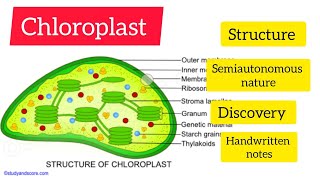 chloroplast structure discoverysemi autonomous nature hpu handwrritenotes cellbiology [upl. by Alarise]