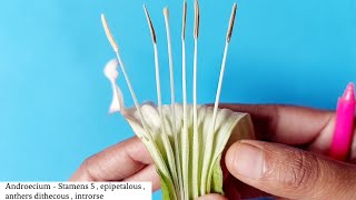 Dissection of Datura Flower  Family Solanaceae  By Jyoti Verma [upl. by Anikas]