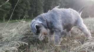 Miniature schnauzer hunting 12 years old [upl. by Lund]