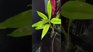 Lucky bambooplants indoorplantslike subscribers [upl. by Ava]