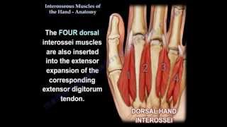 Interosseous Muscles Of The Hand Anatomy  Everything You Need To Know  Dr Nabil Ebraheim [upl. by Nyer630]