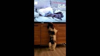 Havanese Maltese Reactions to their youtube videos [upl. by Ltney]