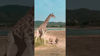 Lion vs Giraffe Wild Animals Closeup Giraffe Animal Combat Power Competition [upl. by Mannie548]