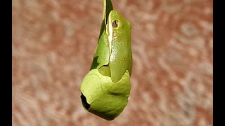 Frog Crisis Battling Chytrid Fungus Habitat Loss and Pollution [upl. by Yelich696]