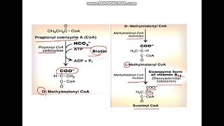 B Oxidation of Fatty Acids and Ketogenesis [upl. by Zelazny94]