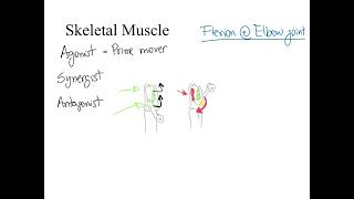 Dr Benaduce Agonist antagonist and synergist muscles Muscular System lecture [upl. by Con266]