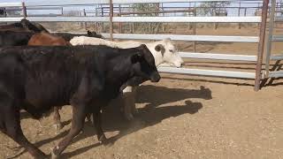 109 CASTLE HILL CROSSBRED WEANER STEERS HGP FREE  AV 2690KG CURFEWED [upl. by Anett]