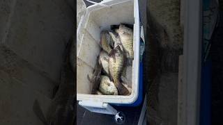 CRAPPIE FISHING FOR A LIMIT WITH 903 FISHING‼️ [upl. by Irrok]