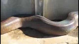 Anaconda Attacking Man  Man Eater Must See [upl. by Jaeger760]