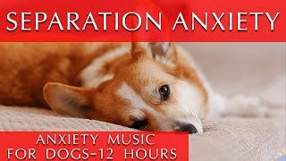 12 Hours of Deep Separation Anxiety Music for Dogs They will thank you [upl. by Melone501]