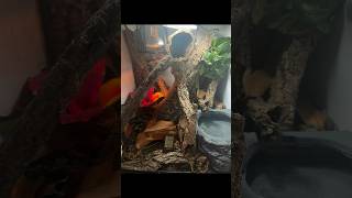 LEACHIE GECKO SETUP‼️ BIOACTIVE MUST WATCH leachieanus gecko [upl. by Hollander]