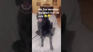 La golosità di Zoe shorts funny funnyshorts funnyvideos dog cane animal pets doglover dogs [upl. by Nethsa]