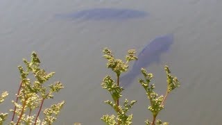 Surface Fishing  Carp at Pembrokeshire Coarse Fishery Video 102 [upl. by Salsbury]