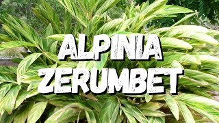 Alpinia Zerumbet Um Guia Completo Desta Planta [upl. by Celeste]