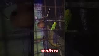 chiria🦜🐦🦜🐦পাখি কে কেনা ভালোবাসেUL nije ja bujhi [upl. by Jamnes]