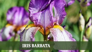 Iris Barbata Wichtige Infos für eine erfolgreiche Bepflanzung [upl. by Inessa]