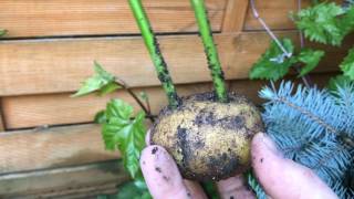 2nd How To Grow Roses Cuttings In Potatoes Verificare Trandafirii in cartofi [upl. by Leirraj]