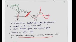 class 10 vegetative propagation [upl. by Namyw]