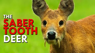 Water Deer The Saber Tooth Deer [upl. by Maclean]