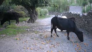 process of Collection of Apricots at mountain areasvillage lifestyle [upl. by Fredrick274]