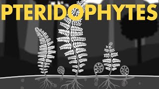 Pteridophytes Class 11  Life cycle of Pteridophytes ANIMATION  Plant Kingdom Class 11  NEET [upl. by Arakahs]