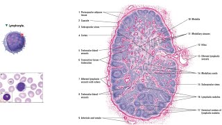 HISTOLOGY Lymphoid Tissue  Lymph Node  ANATOMY [upl. by Herwick607]