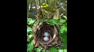 Ron Mumme on Hooded Warblers and Cowbird nest parasitism [upl. by Veator]