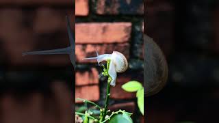 Snail on the Top of the plant 🐌 ☘️ snail plants top top10 coprosma spathoglottis viralvideo [upl. by Leatri]