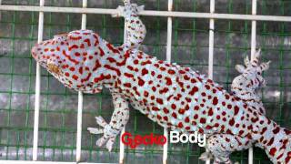 Tokay Gecko 33 Centimeters Long [upl. by Aetnahc]