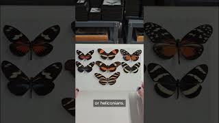 Heliconius with Kyle  PART 1 [upl. by Rosemonde25]