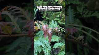 Walking Chain Fern  Jeweled Chain Fern  Woodwardia unigemmata plants nature fyp [upl. by Ymmaj344]