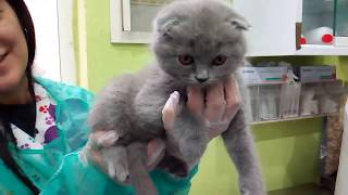 6392 Gato Scottish Fold Macho [upl. by Akinehs]