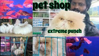 pet shop  indore pet market cheapest price  dog pet cat persiancat extremepunchfacepersian [upl. by Connell476]