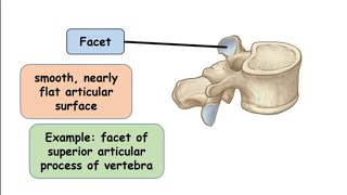 Facet Bone marking [upl. by Alberto]