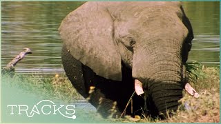 The Zambezi River Mozambiques Force of Life  Full Documentary  TRACKS [upl. by Hsejar]