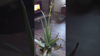 My Aloe Vera plant grew a flower overnight plants [upl. by Amirak]