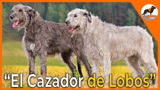 El cazador de Lobos Irish Wolfhound 🐺🍀Loberoirlandés irishwolfhound [upl. by Ayojal297]