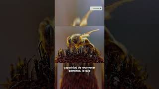 🐝 Memoria Fotográfica Abejas que reconocen rostros humanos curiosidades [upl. by Anilrahc]