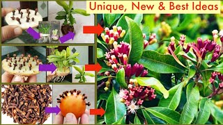 3New amp Best IdeaHow to grow clove spice plants from seedsGrowing Clove PlantLaungNewDiygarden [upl. by Delogu879]