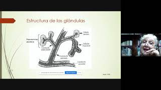 Fisiología de las glandulas salivales Cátedra de Fisiología Humana FCM UNR [upl. by Llemart]