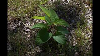 japanse duizendknoop FALLOPIA JAPONICA [upl. by Coffey]