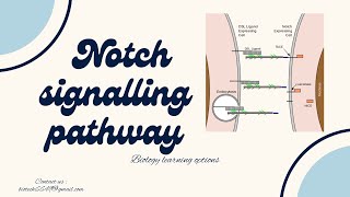 Notch Signaling Pathway  Overview  Mechanism  Purpose  Development and Diseases [upl. by Grinnell]