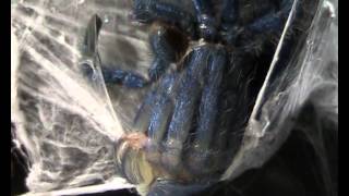 Avicularia versicolor molting [upl. by Asenej]