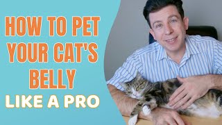 How to pet your cats belly like a pro [upl. by Edgardo737]