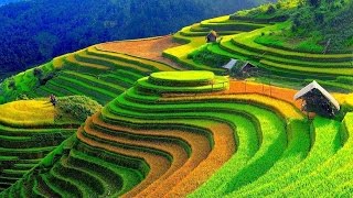 Wonderful Rice Terrace Fields in Mu Cang Chai  Vietnam [upl. by Nelleus]