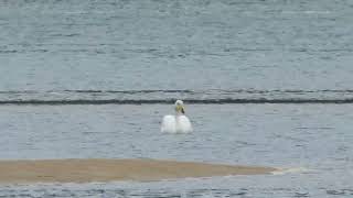 Cisne cantor en Urdaibai [upl. by Rehpotsyrk819]