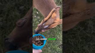 Bizarre Scent Glands of Muntjac Deer [upl. by Curley]