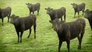 cows amp cows amp cows [upl. by Noreik823]