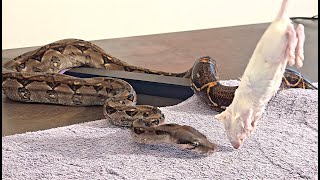 Manny my Nicaraguan Boa striking his frozenthawed rat [upl. by Menides223]